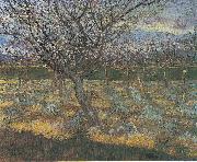 Flowering orchard with apricot-trees, Vincent Van Gogh